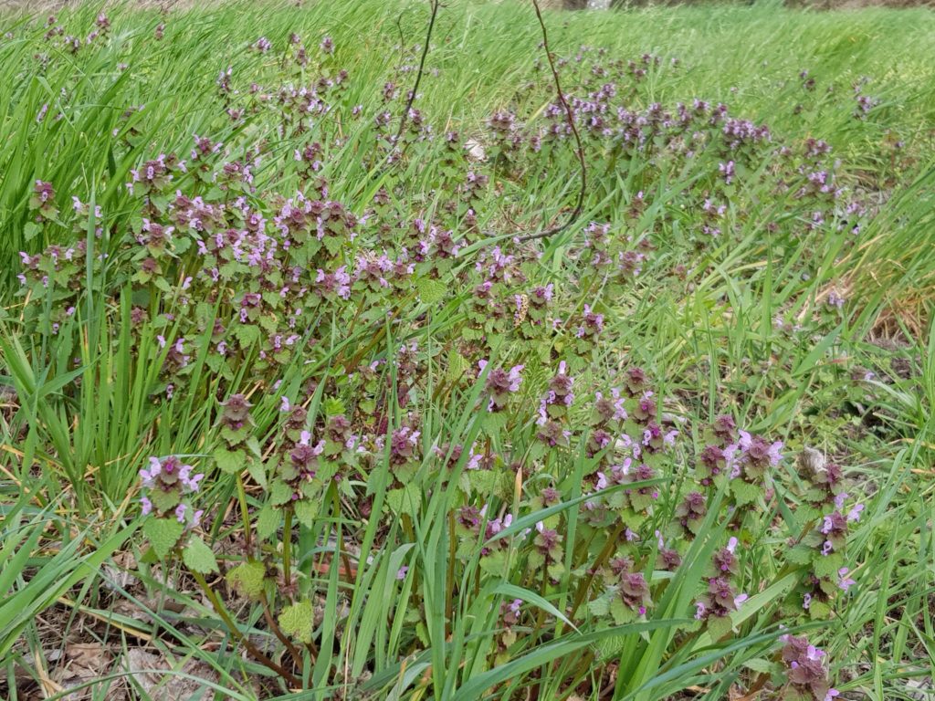 Wildkräuter rote Taubnessel