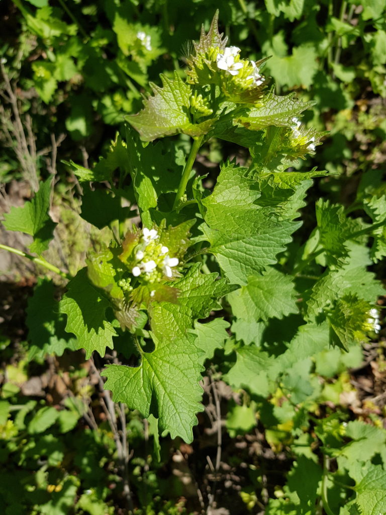 Wildkräuter Knoblauchraute2